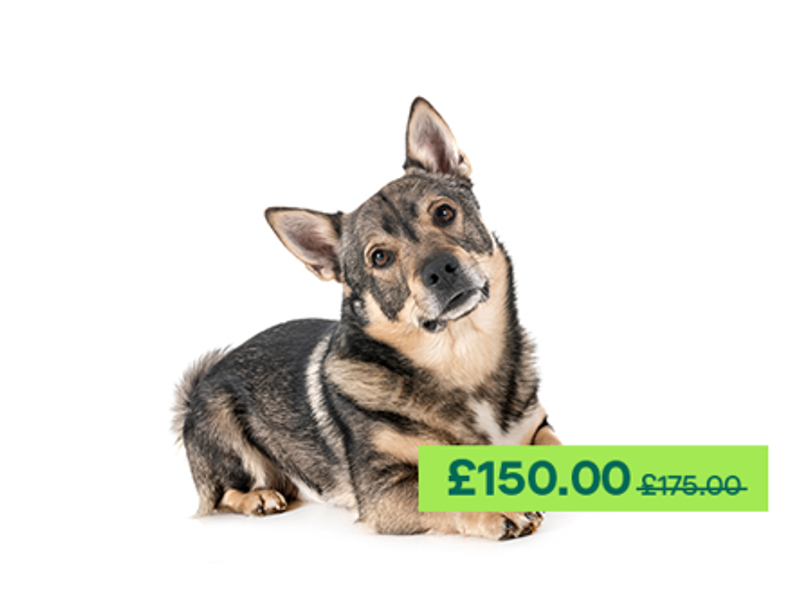 Swedish Valhund laying down