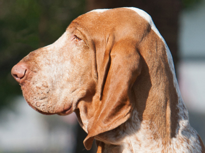 Bracco Italiano headshot