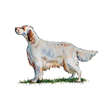 English Setter illustration