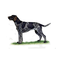 German Wirehaired Pointer illustration
