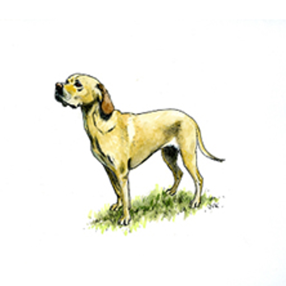 Portuguese Pointer illustration