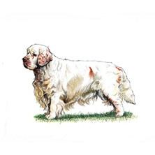 Spaniel (Clumber) illustration