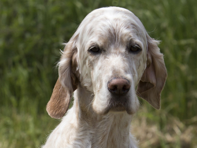 English Setter headshot