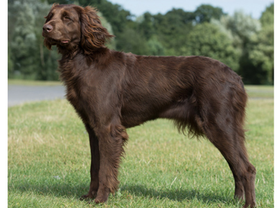 German Longhaired Pointer
