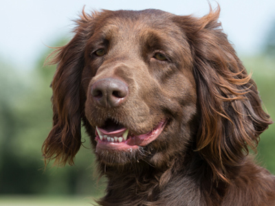 German Longhaired Pointer headshot