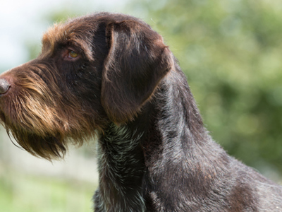 German Wirehaired Pointer headshot
