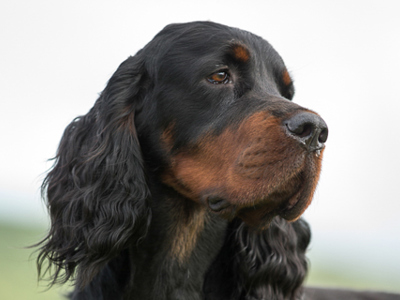 Gordon Setter headshot