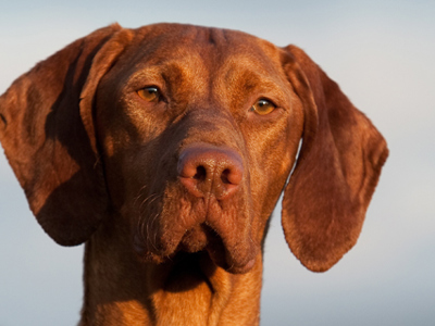 Hungarian Vizsla headshot