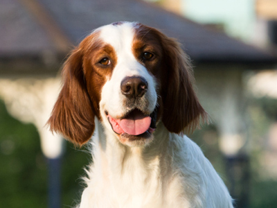 Irish Red & White Setter headshot