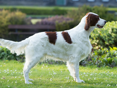 Irish Red & White Setter standing
