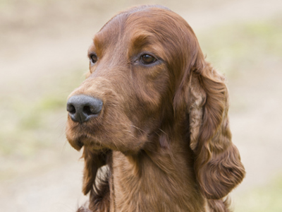 Irish Setter headshot
