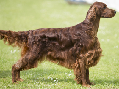 Irish Setter standing