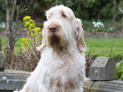 Italian Spinone headshot