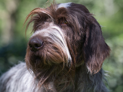 Korthals Griffon headshot