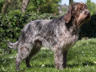 Korthals Griffon standing