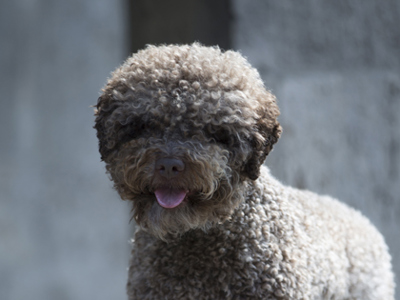 Lagotto Romagnolo headshot