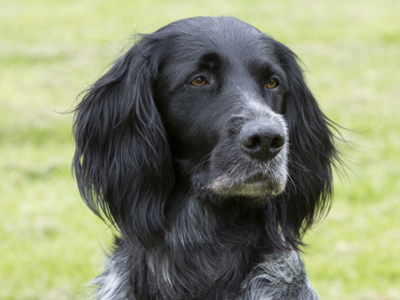 Large Munsterlander headshot