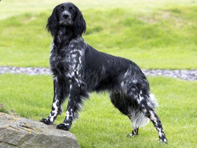 Large Munsterlander standing