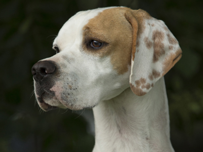 Pointer headshot