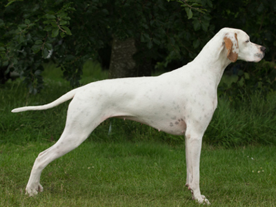 Pointer standing