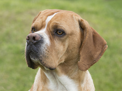 Portuguese Pointer headshot