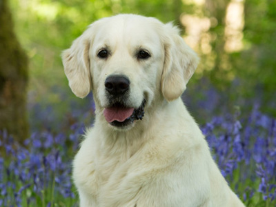 Retriever Golden headshot