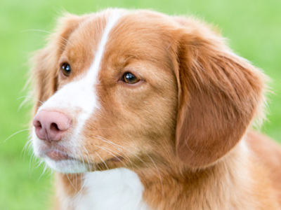 Retriever (Nova Scotia Duck Tolling) headshot