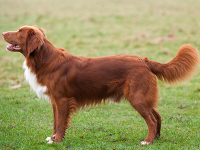 Retriever (Nova Scotia Duck Tolling) standing