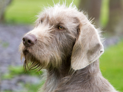 Slovakian Rough Haired Pointer headshot