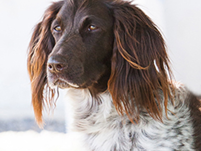 Small Munsterlander headshot