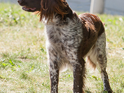 Small Munsterlander standing
