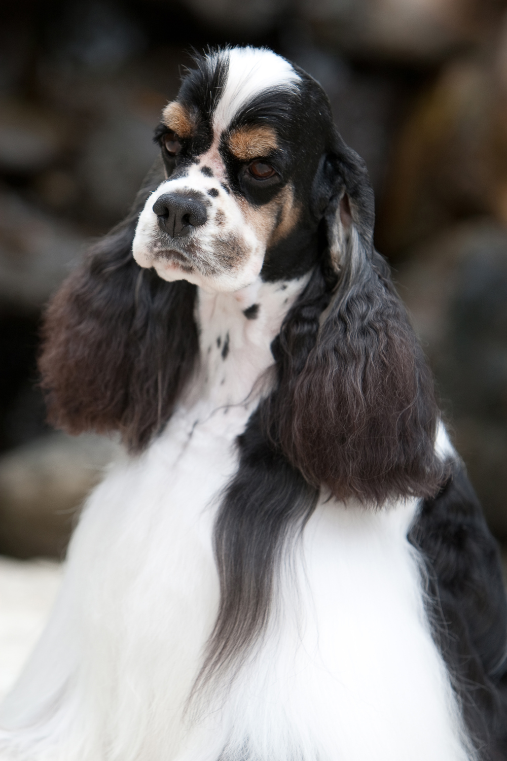 Spaniel (American Cocker) | Breeds A to Z | The Kennel Club