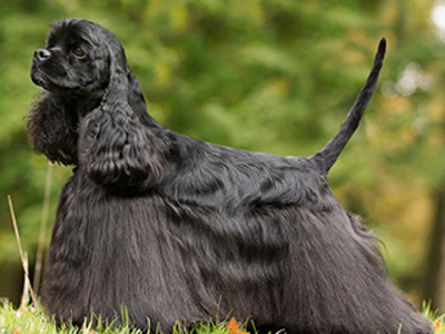 Spaniel (American Cocker) standing