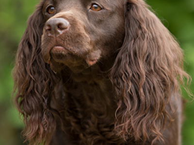 Spaniel (American Water) headshot
