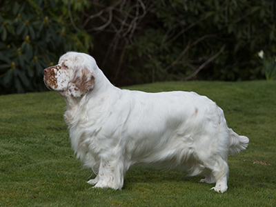 Spaniel (Clumber) standing
