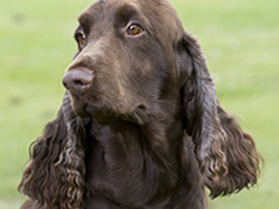 Spaniel (Field) headshot