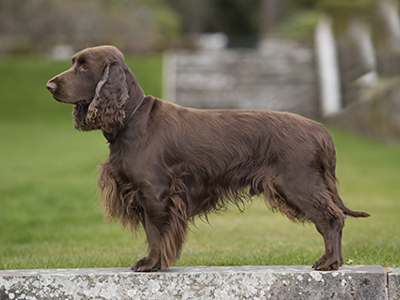 Spaniel (Field) standing