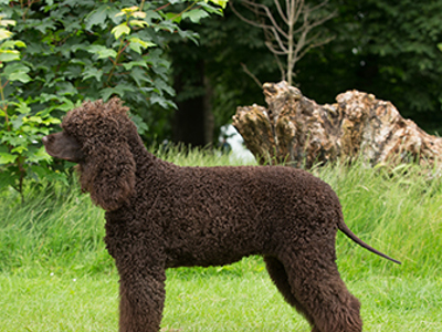 Spaniel (Irish Water) standing