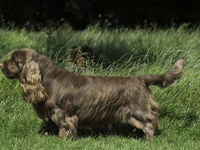 Spaniel (Sussex) standing