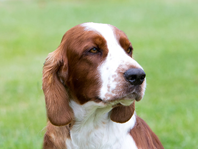 Spaniel (Welsh Springer) headshot