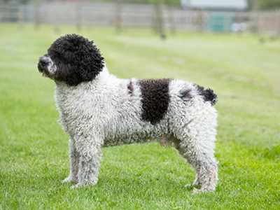 Spanish Water Dog standing