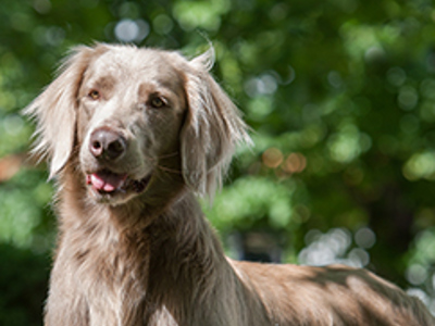 Weimaraner headshot