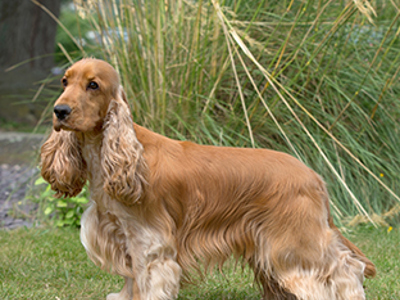 Spaniel (Cocker) standing