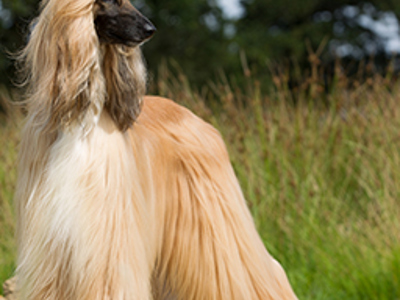 Afghan Hound Standing