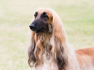 Afghan Hound Headshot
