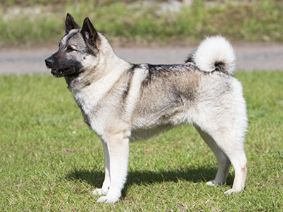 Norwegian Elkhound standing
