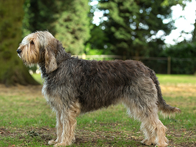 Otterhound standing
