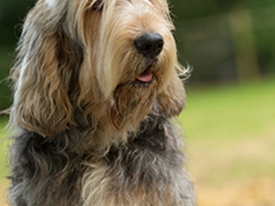 Otterhound headshot