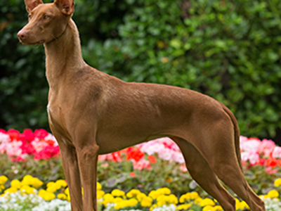 Pharaoh Hound standing