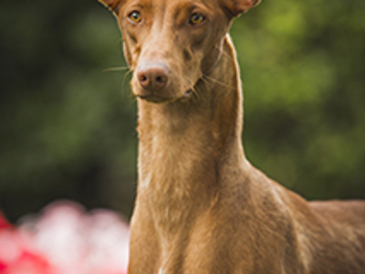 Pharaoh Hound headshot
